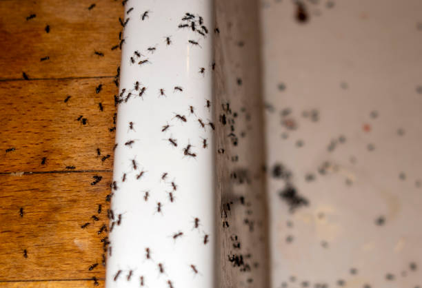 Best Residential Pest Control  in Flint Hill, MO