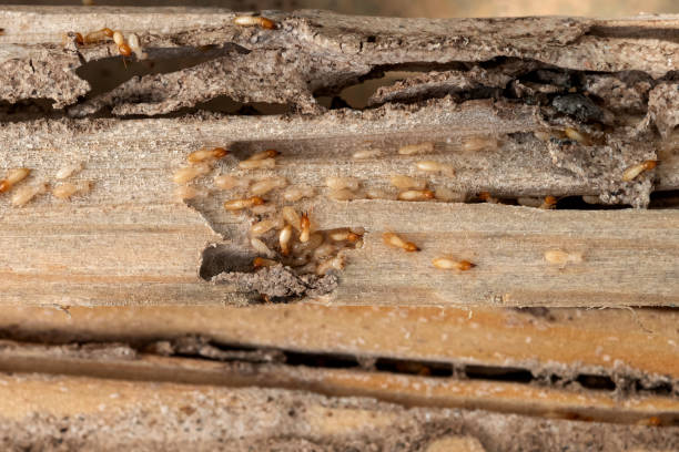 Best Affordable Pest Control Services  in Flint Hill, MO