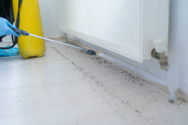 Best Pest Prevention Services  in Flint Hill, MO