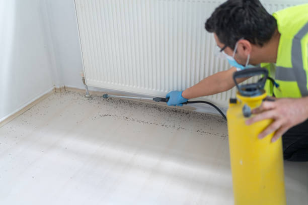 Best Flea Control Services  in Flint Hill, MO